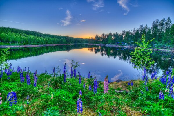 Sunset reflection in the water against the background of beautiful lupines