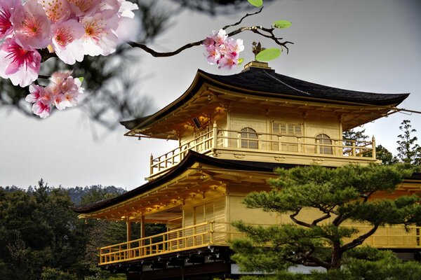 Cherry blossoms in Japan