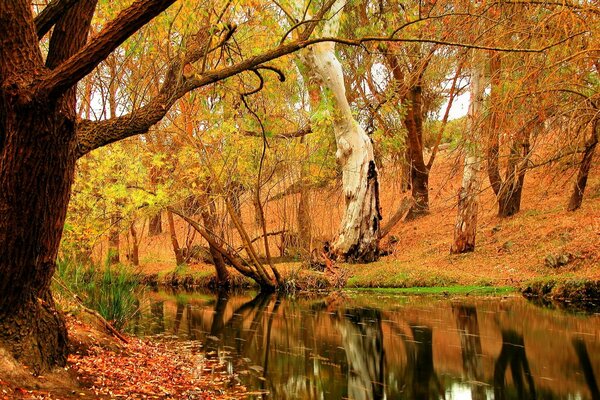 Autumn nature. Trees are reflected in the river