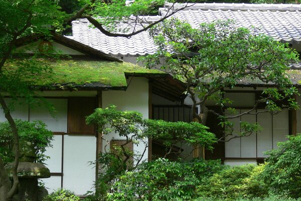 Beautiful moss and tiles grow on the roof of a house in Asia