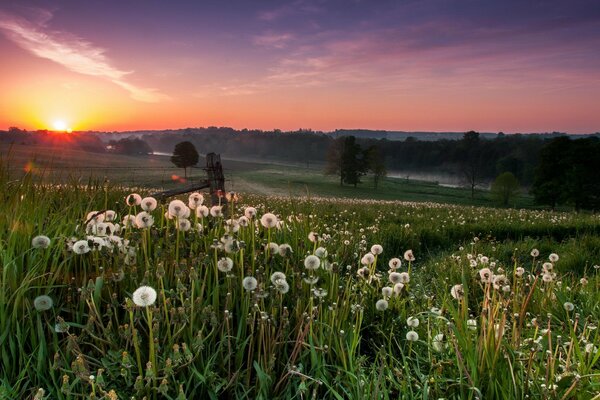 Viele Löwenzahn im Licht des Sonnenuntergangs