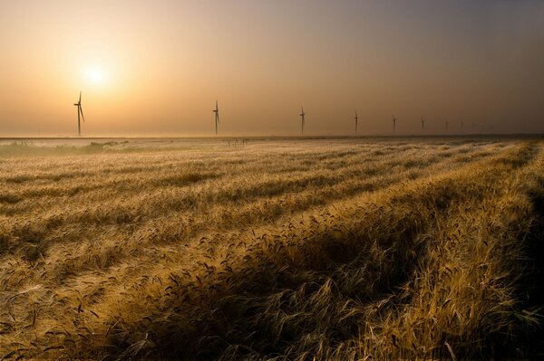 Campo di piante sotto il sole. In lontananza ci sono i mulini a vento