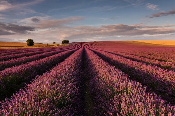 Ein Lavendelfeld, das in den Himmel fällt