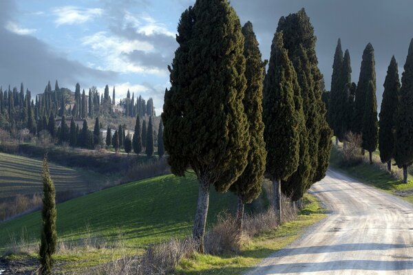 Increíble Toscana italiana. Árboles a lo largo de la carretera