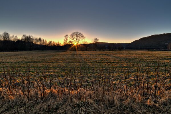 Silhouettes of trees against the setting sun