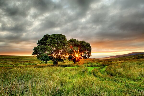 Landscape in summer in a field with trees in Ireland