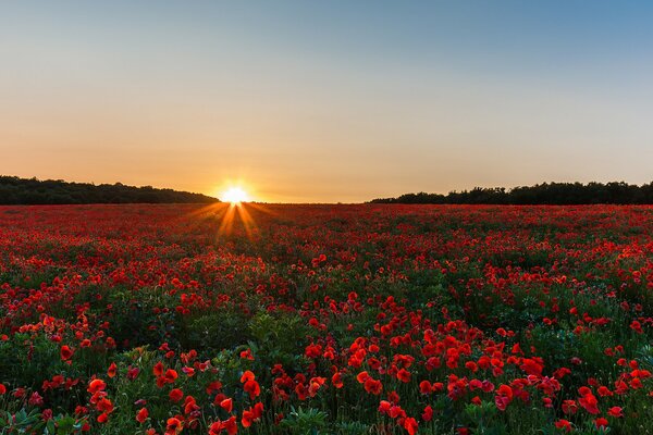 Mohnfeld bei Sonnenaufgang