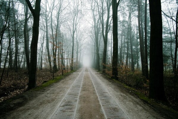 Sentier dans la forêt brumeuse menant le vide