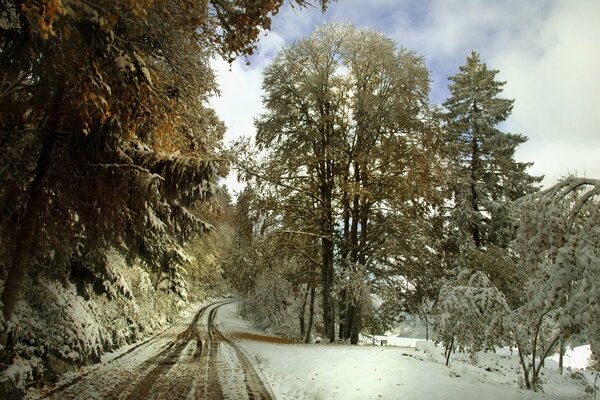 Camino en un hermoso bosque de invierno