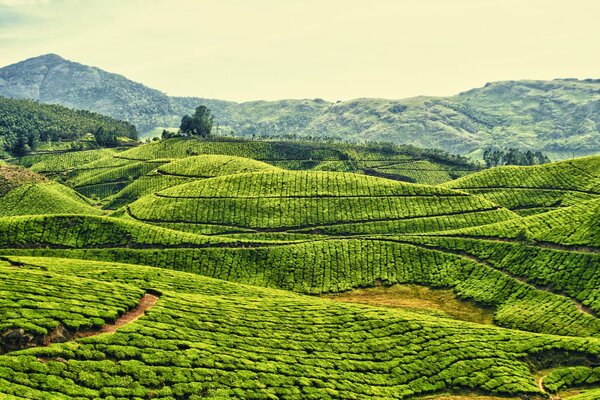 Plantation de thé au milieu des collines de montagne