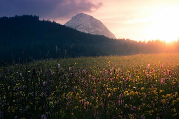 Beautiful morning landscape. Field, flowers and mountains