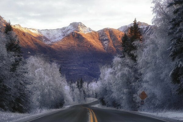 Strada invernale lungo alberi innevati