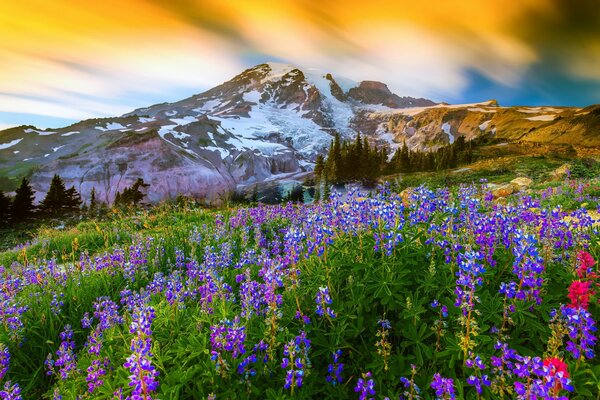 Altramuces brillantes florecen cerca del volcán Mount Rainier