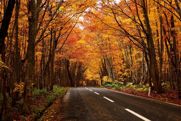 Herbstlandschaft auf dem Weg in den Wald