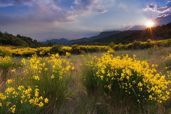 Paisaje con flores amarillas en el campo