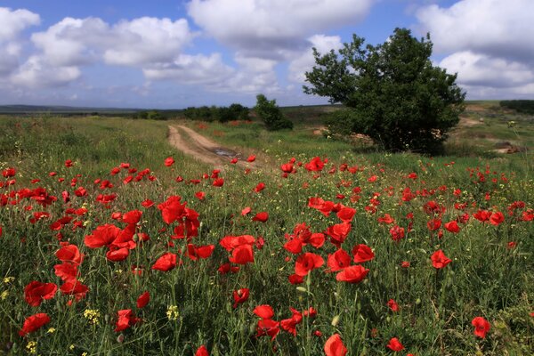 Feld mit Mohnblumen lieber Taman