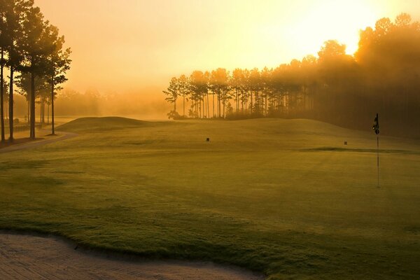 The field is in a fog. Trees in beautiful sunlight