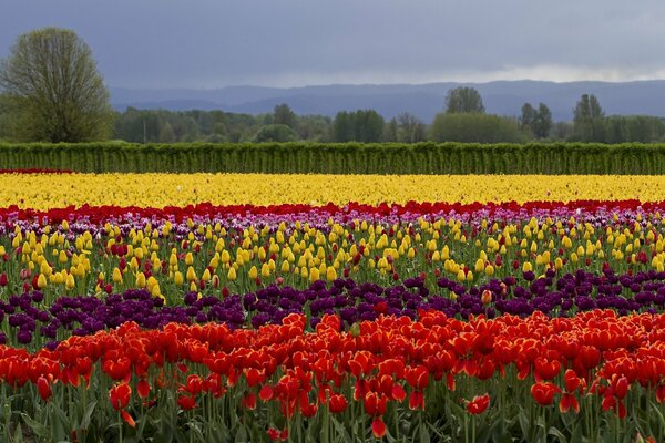 Tulpenfeld Sommerblumen