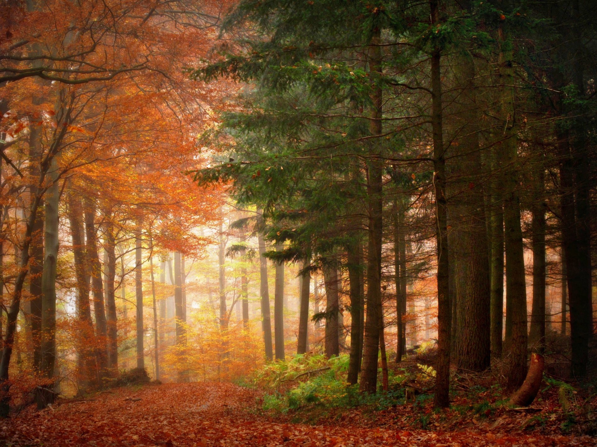 bosque árboles naturaleza belleza otoño mañana