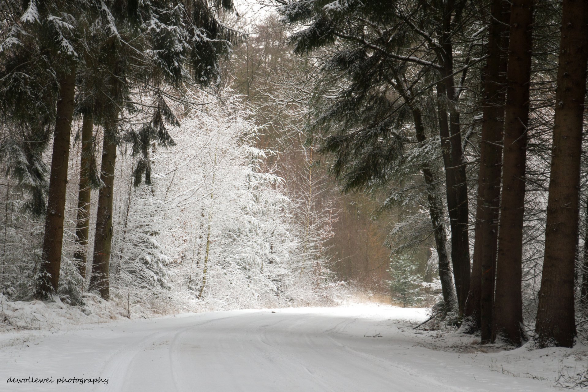 dewollewei foresta inverno pini strada neve