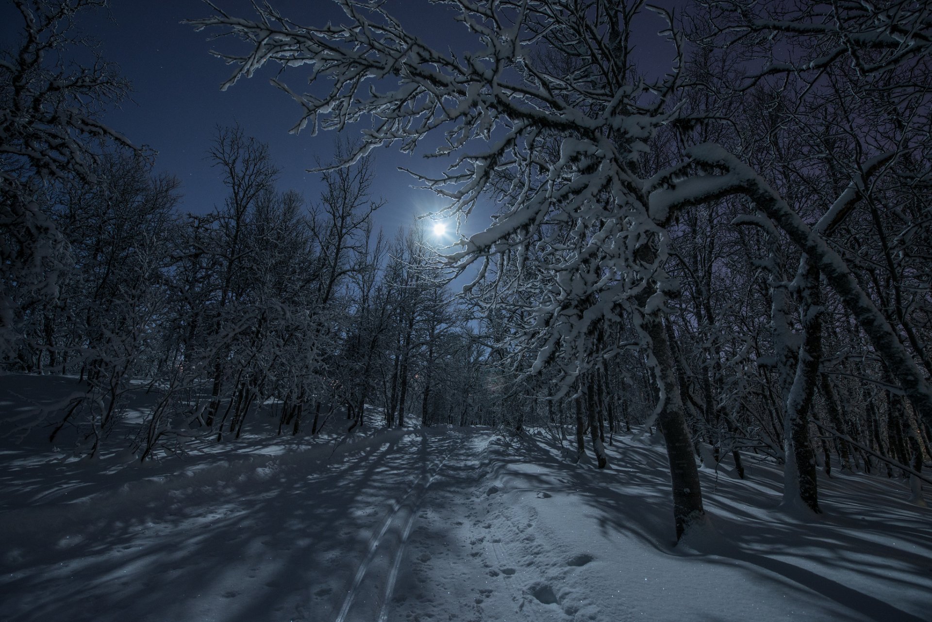 winter forest snow road night moon light