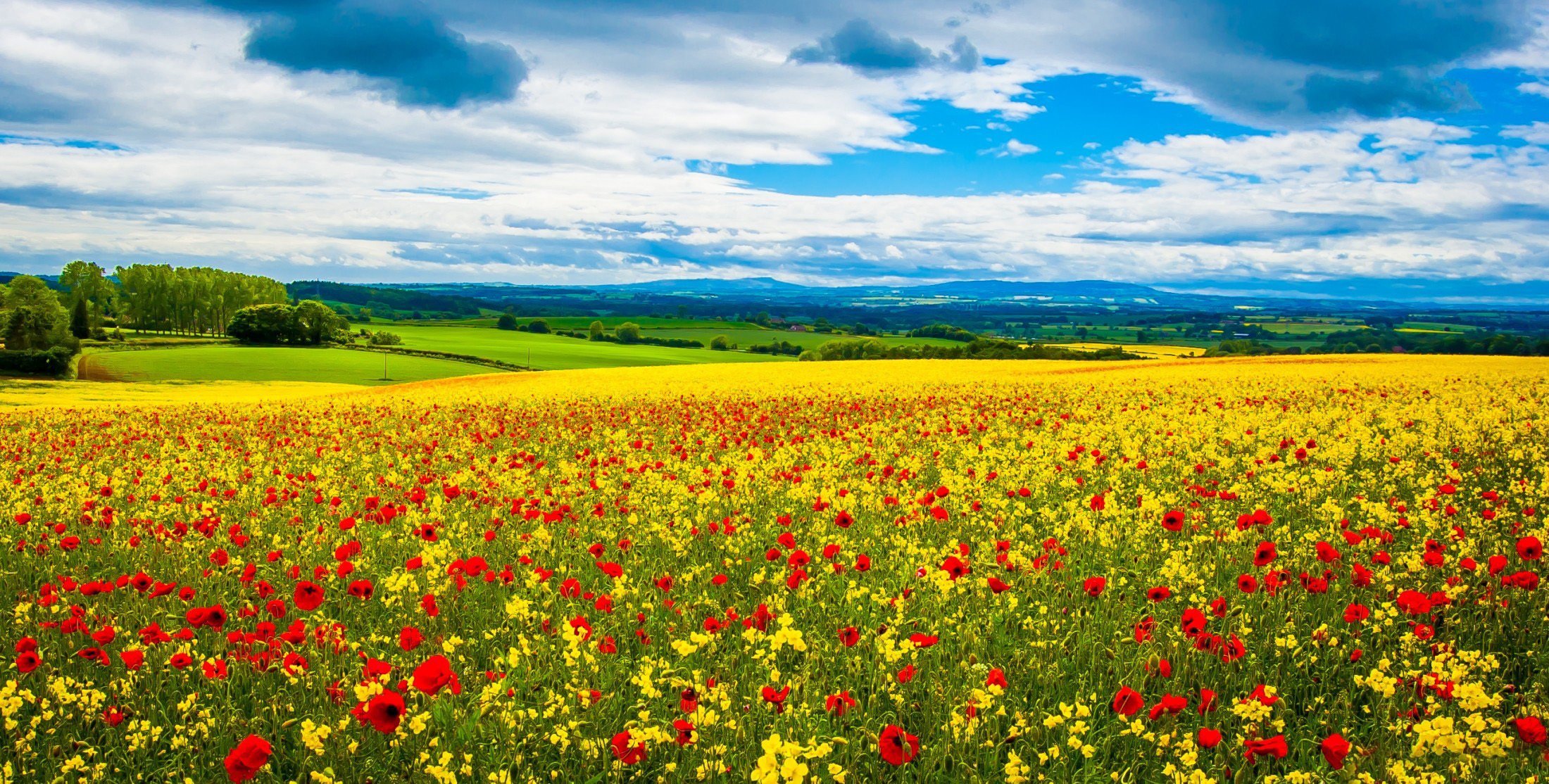 the field meadow horizon the distance flower red poppy narcissus hills sky cloud