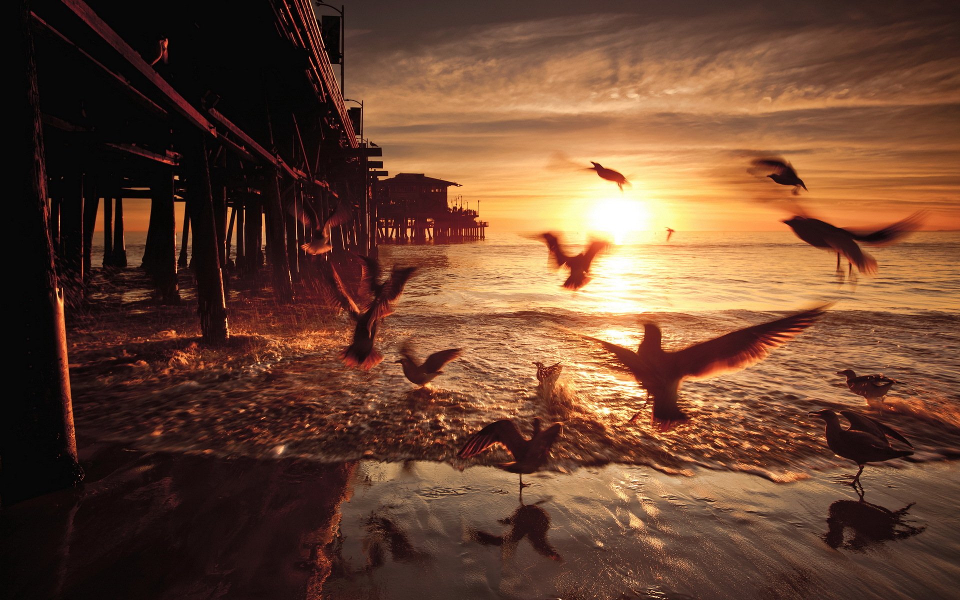 unset birds bridge united states california santa monica