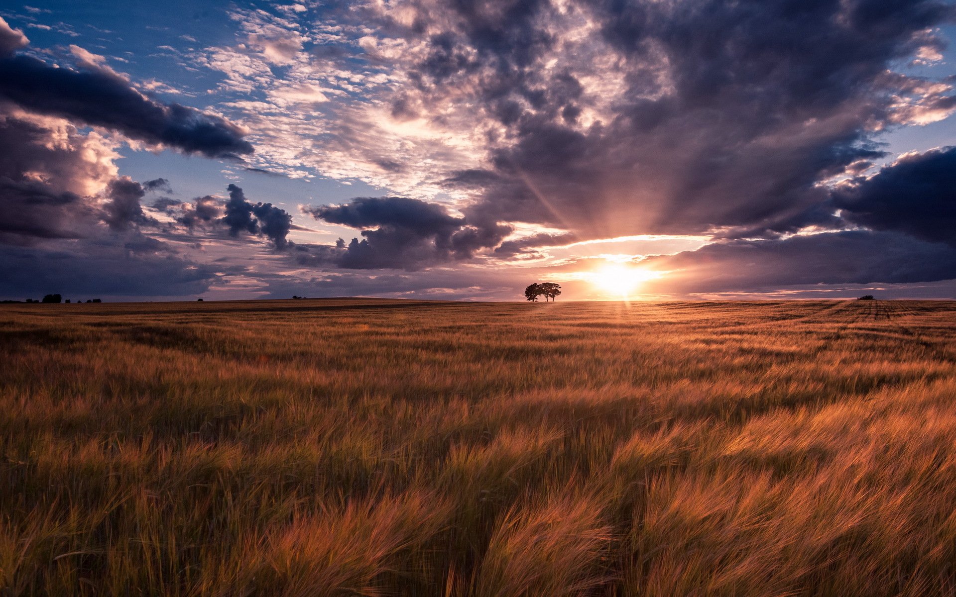 champ été coucher de soleil paysage