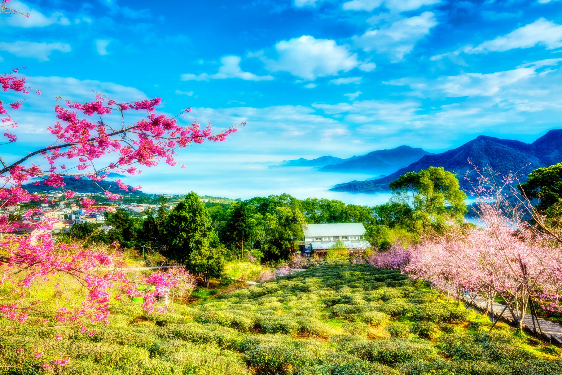 taiwan china frühling sakura bäume blumen grün berge wolken himmel landschaft