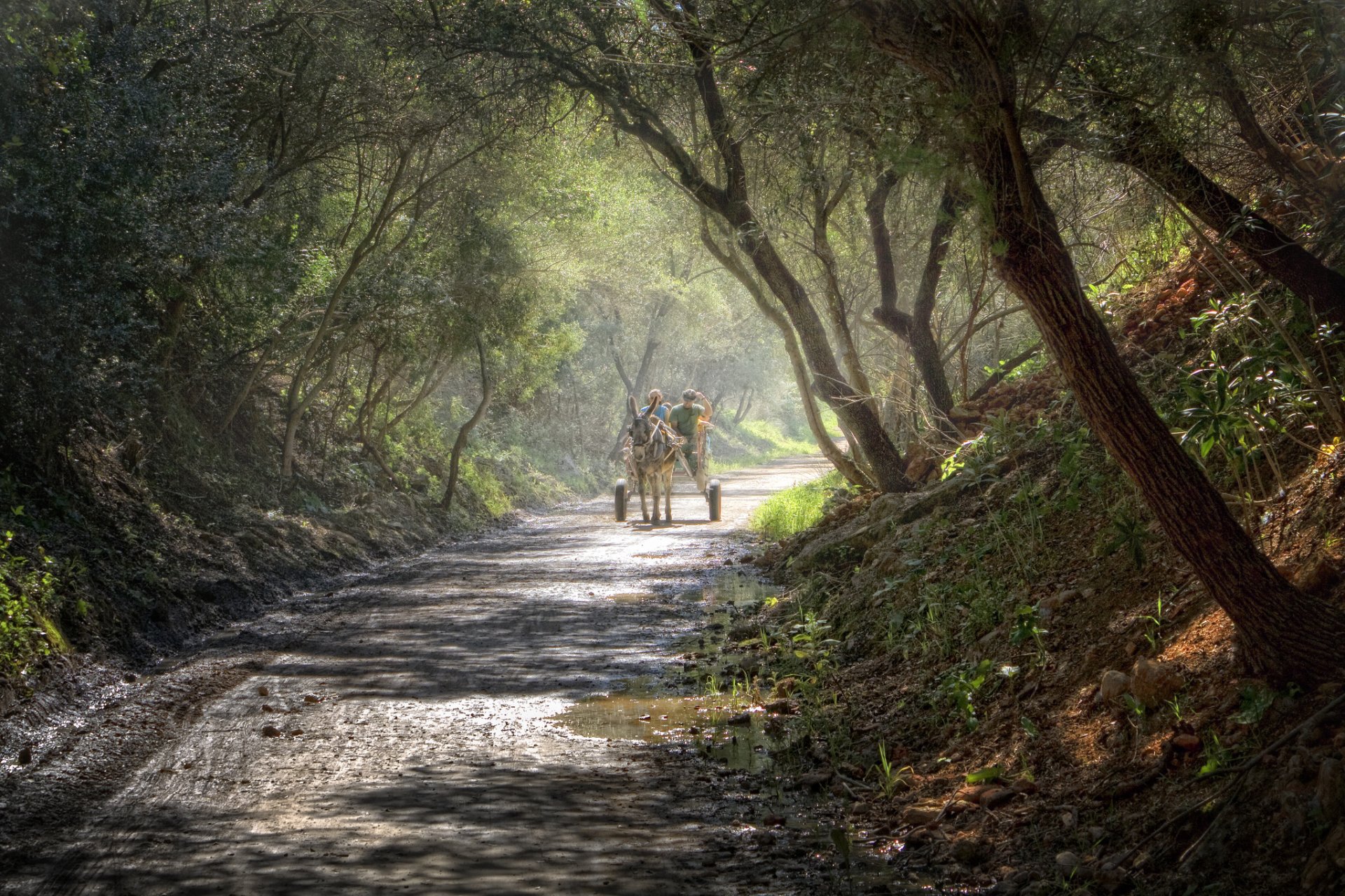 forêt route chariot âne après la pluie