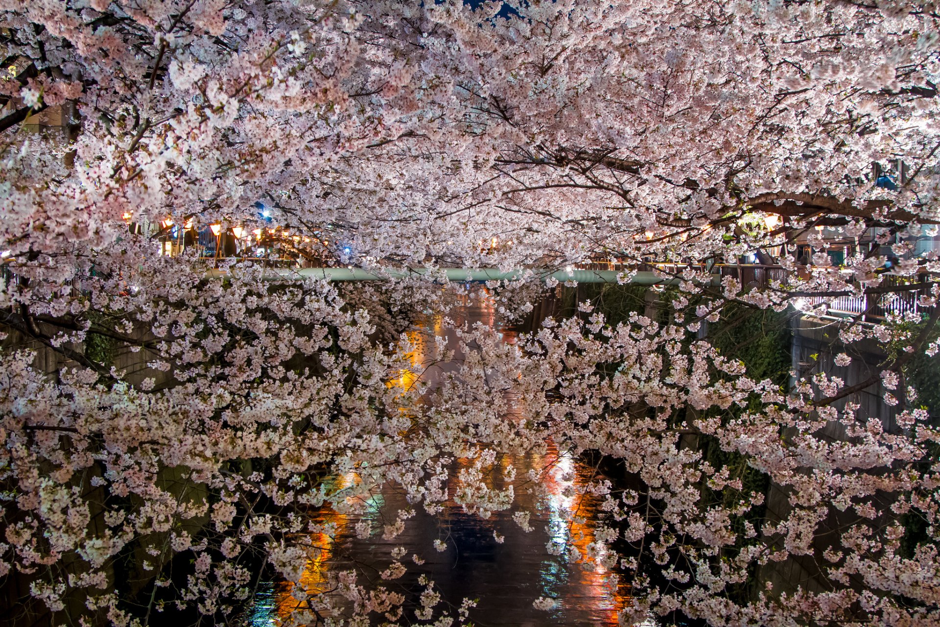 frühling blüte sakura zweige blumen see nacht beleuchtung