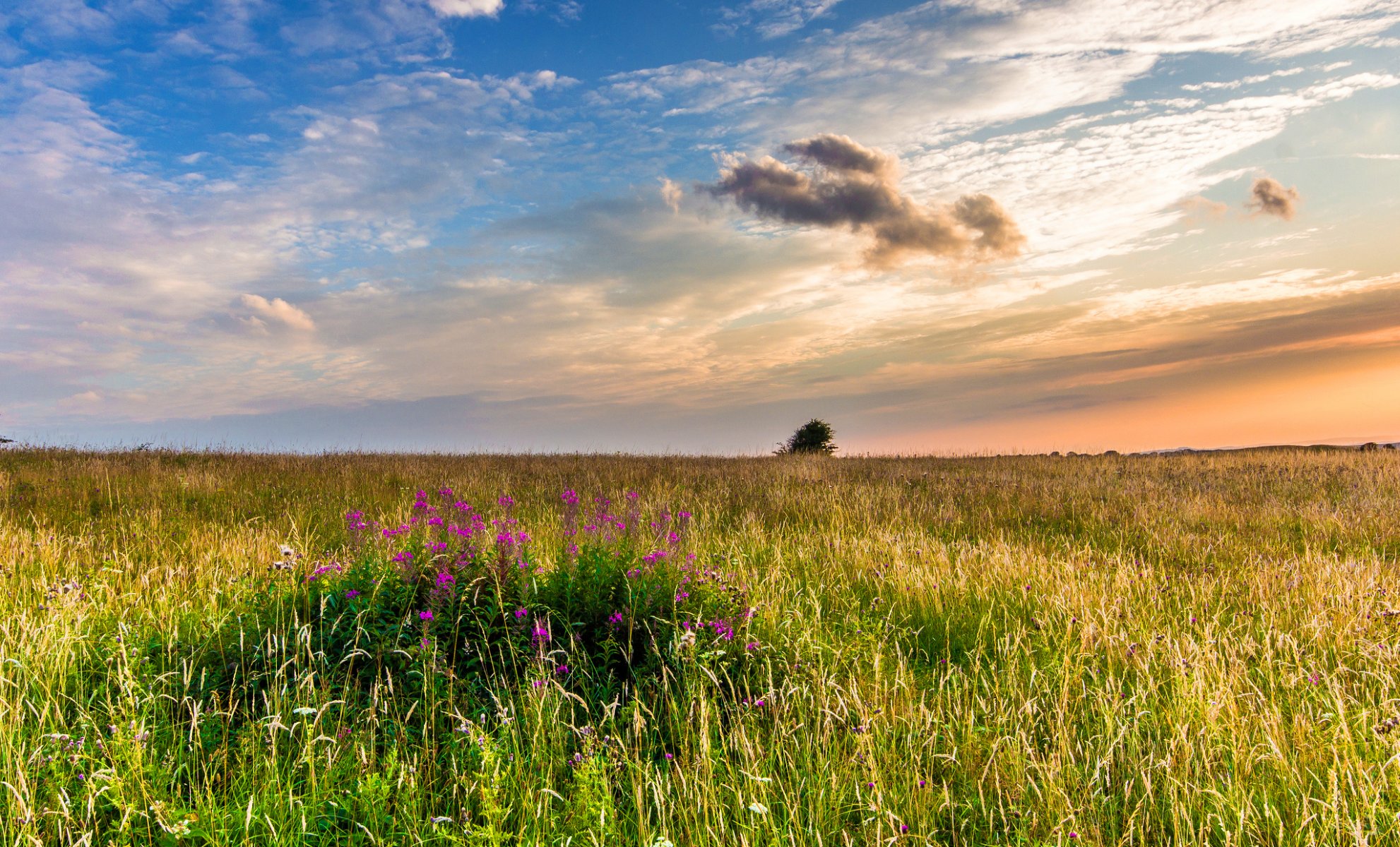 west sussex inghilterra regno unito paesaggio natura campo erba fiori erica tramonto sera