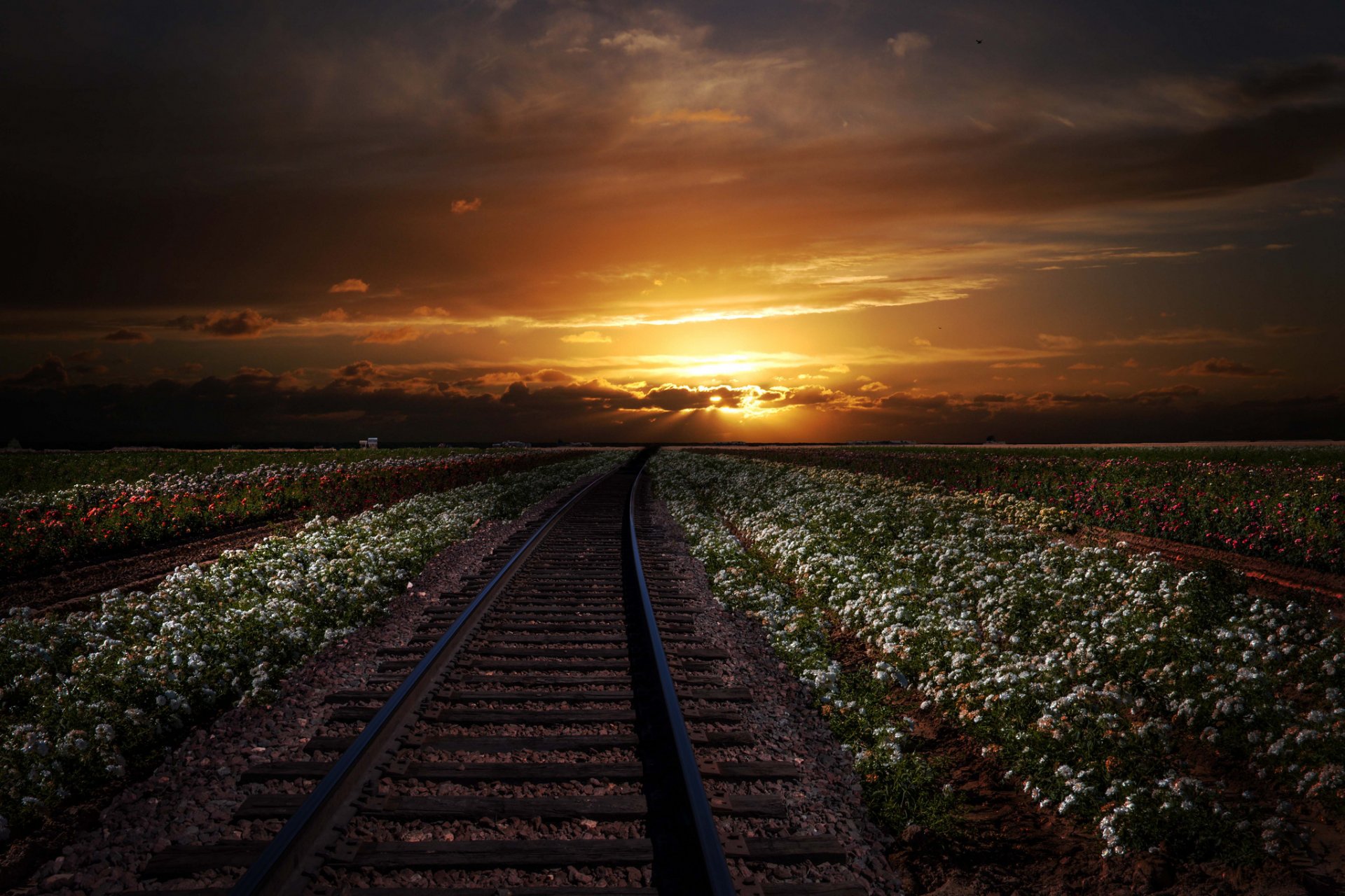 rails chemin de fer champs fleurs loin coucher de soleil