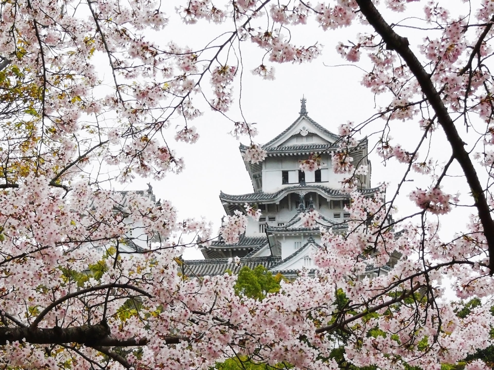 sakura paesaggio giappone