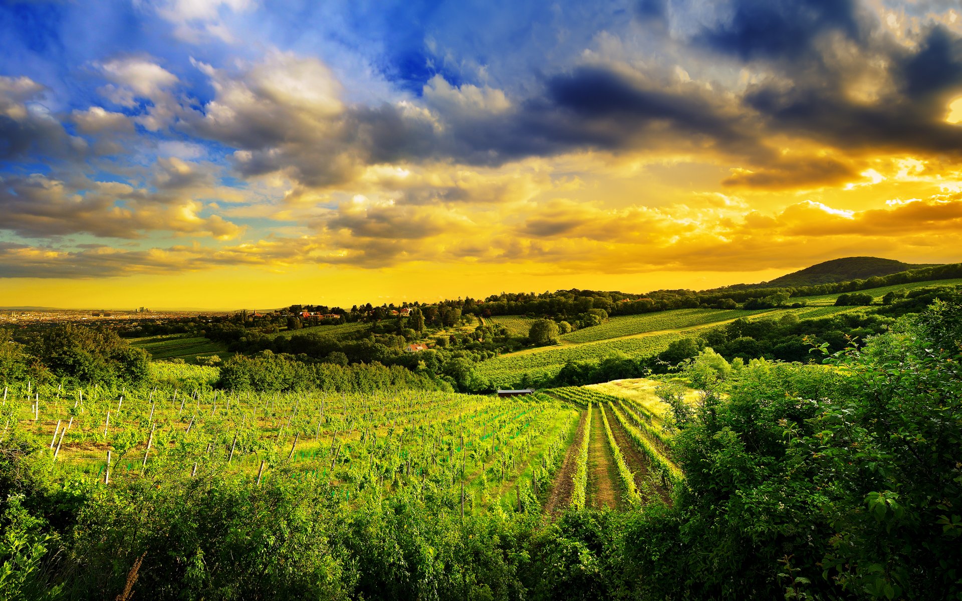 colinas de kalenberg al norte-oeste de viena austria naturaleza viñedos