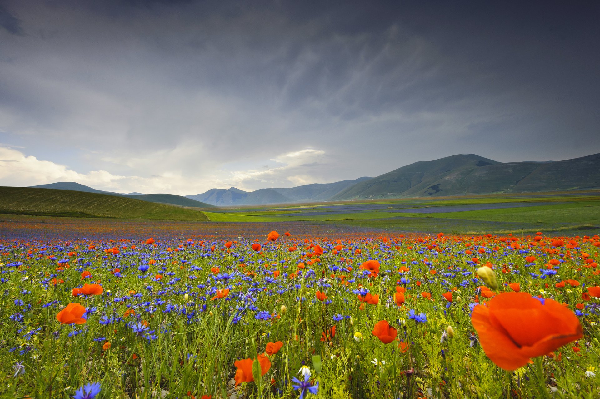 italia umbría montañas valle flores amapolas acianos