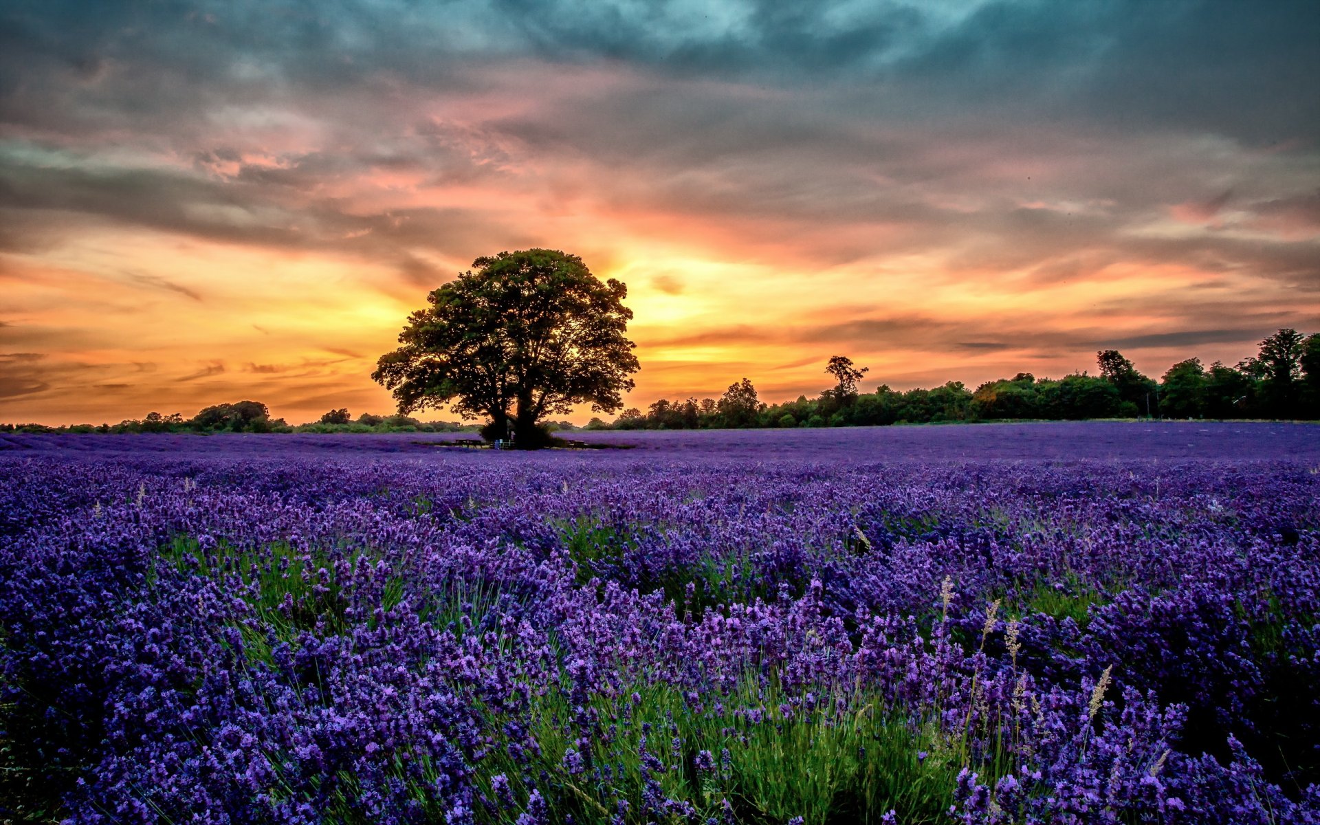 lavendel feld landschaft sonnenuntergang blumen