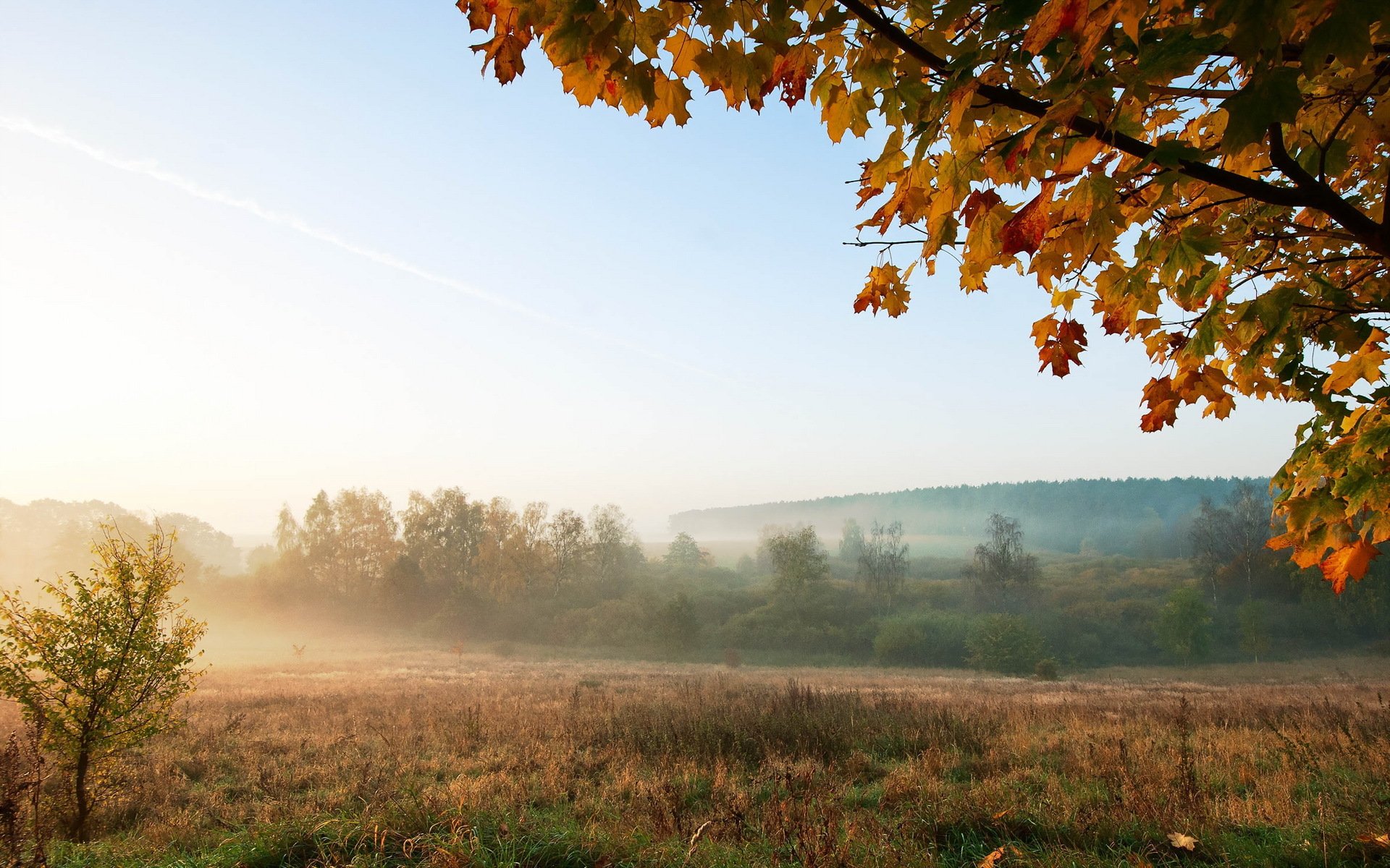 morning the field fog landscape