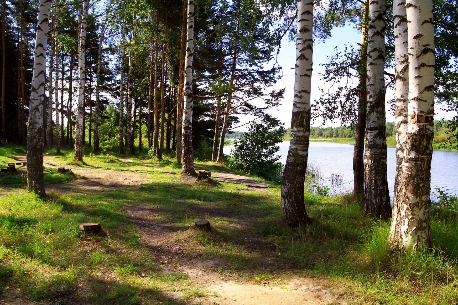 река россия ярославль солоница деревья березы природа фото