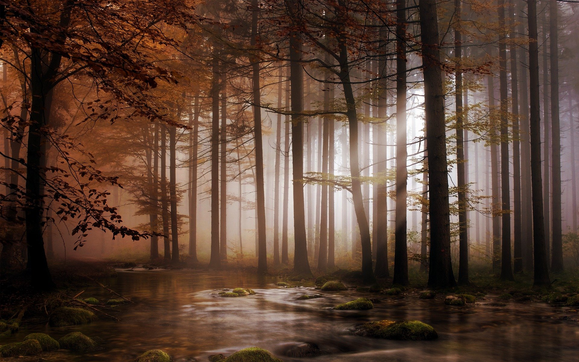 foresta alberi corone luce fiume pietre muschio