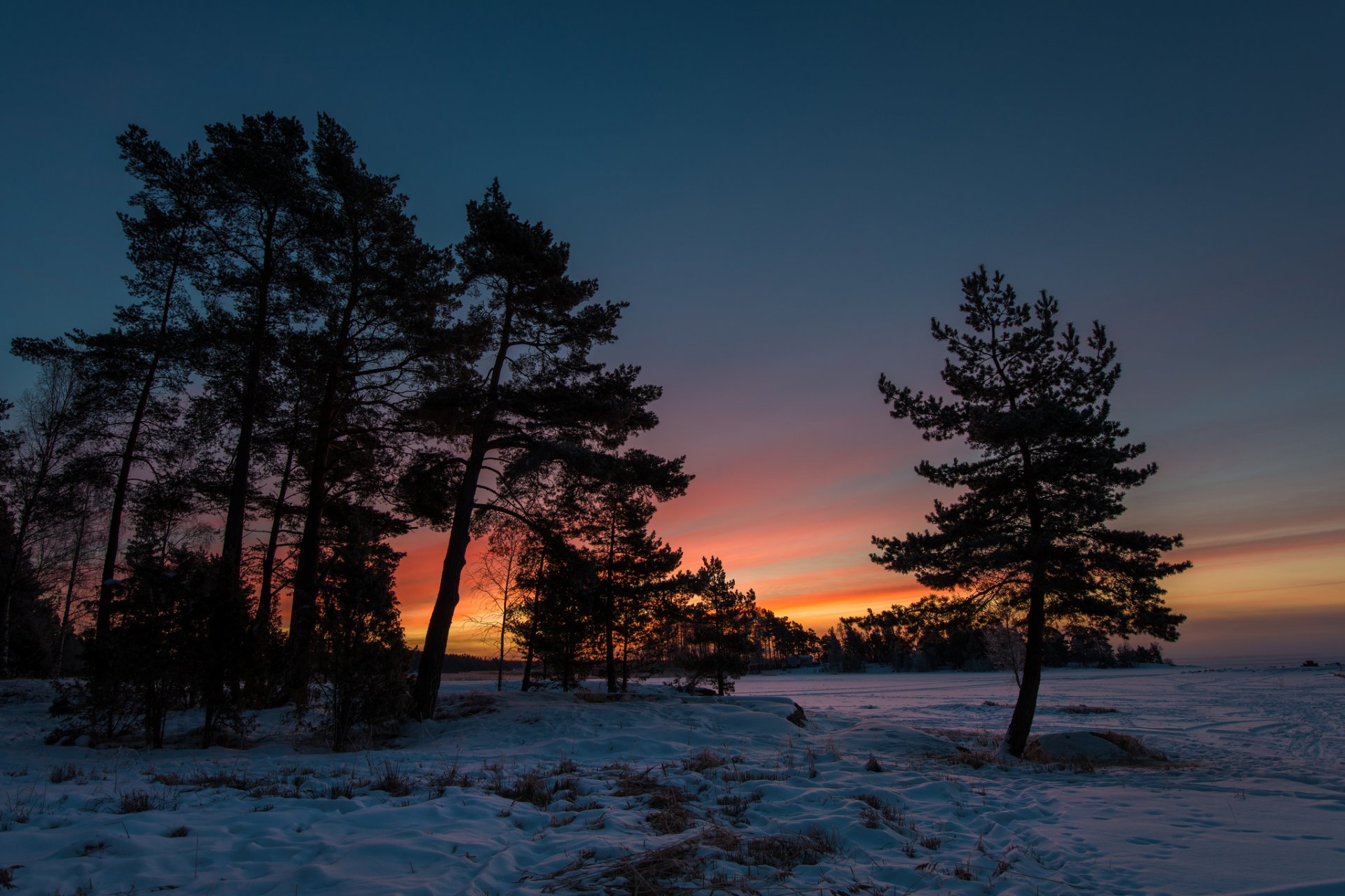 winter snow tree sunset twilight