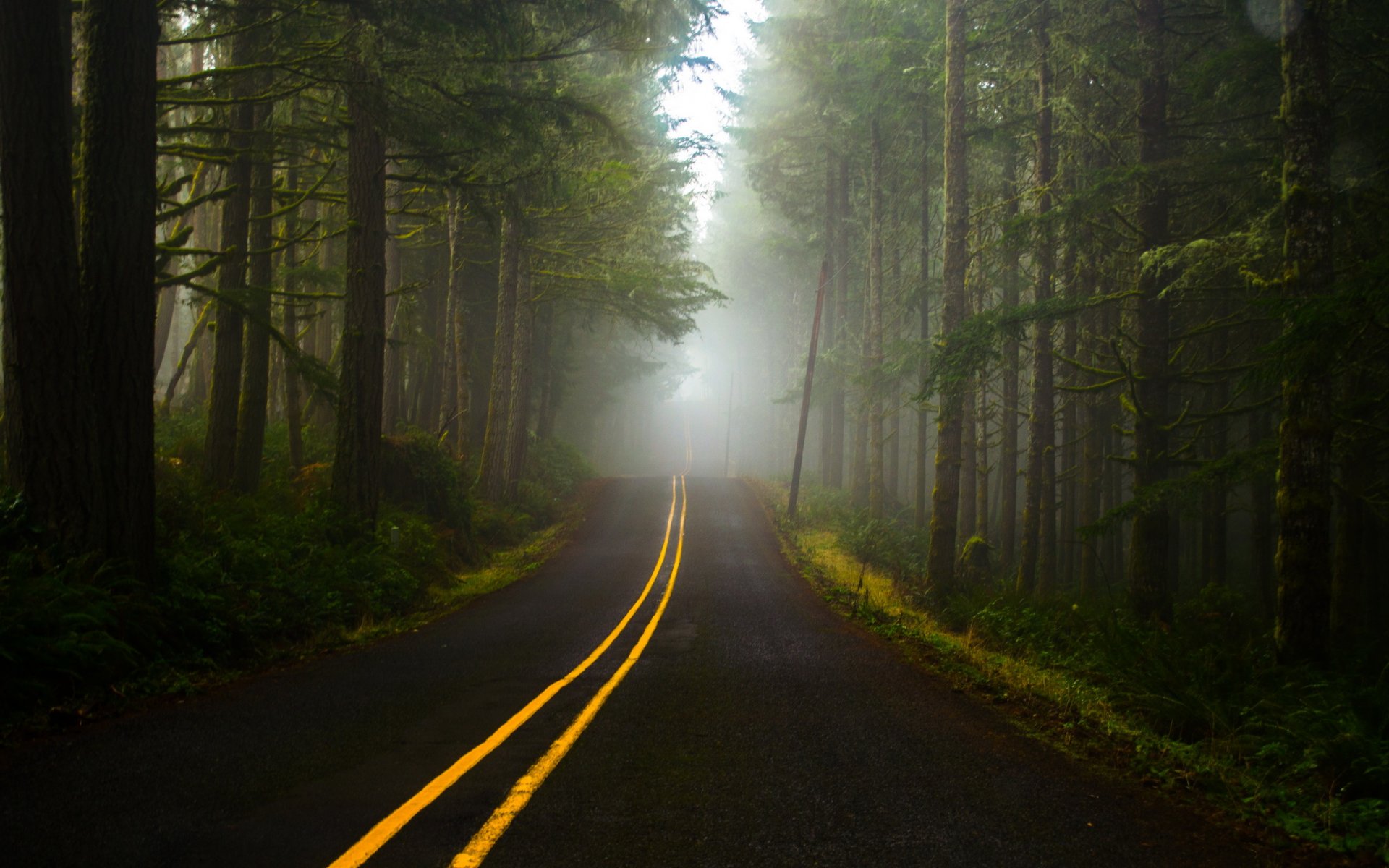 forest road fog