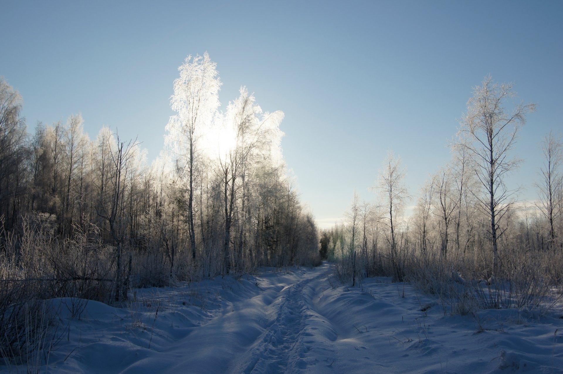 inverno gelo neve gelo sole cielo foresta alberi cespugli sentiero strada luce ombra bel tempo passeggiata