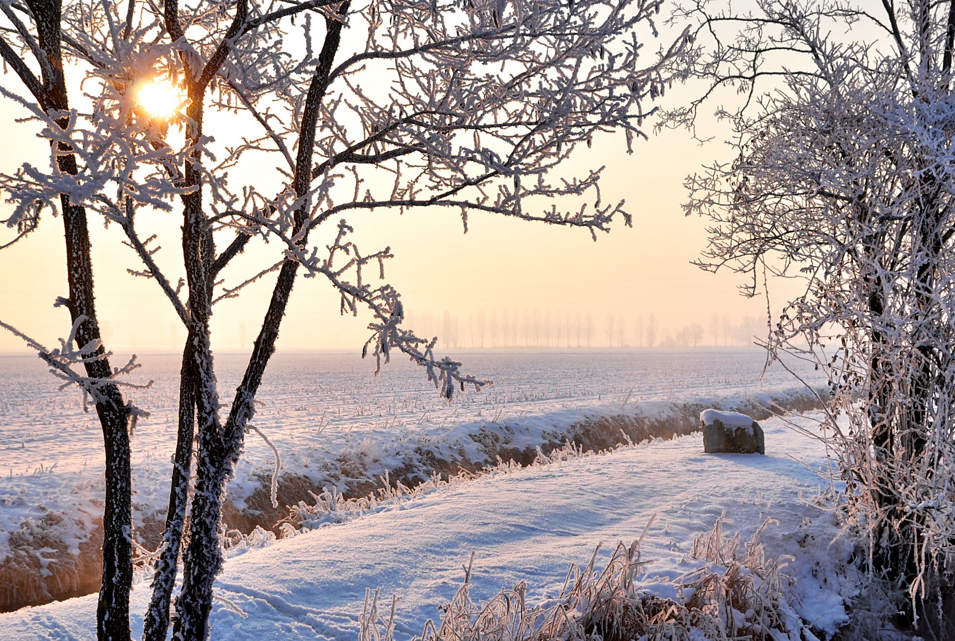 invierno campo nieve árboles escarcha sol