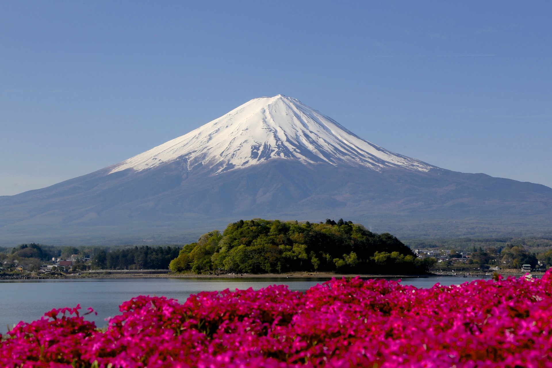 montaña pico nieve flores enfoque fujiyama