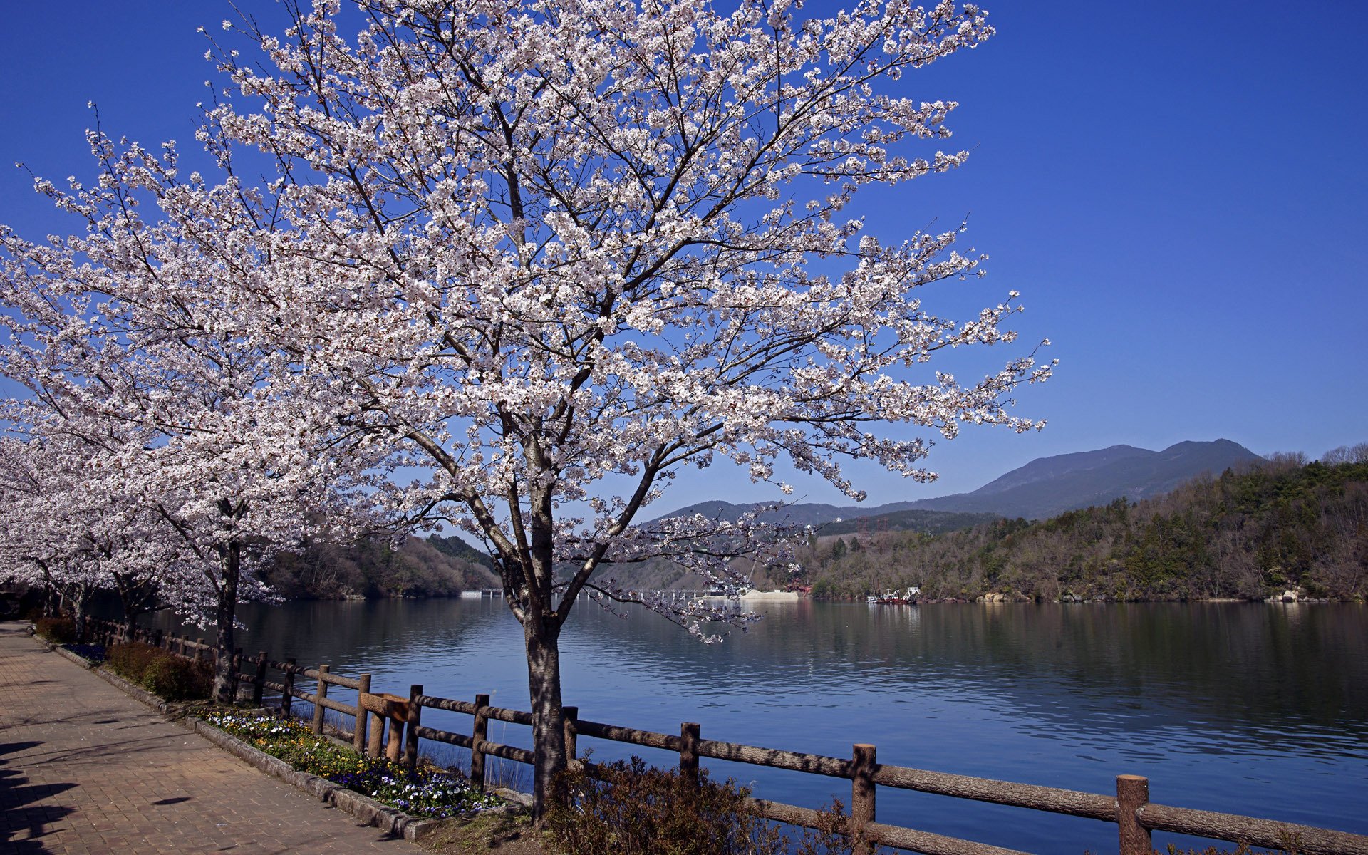 japón sakura primavera río