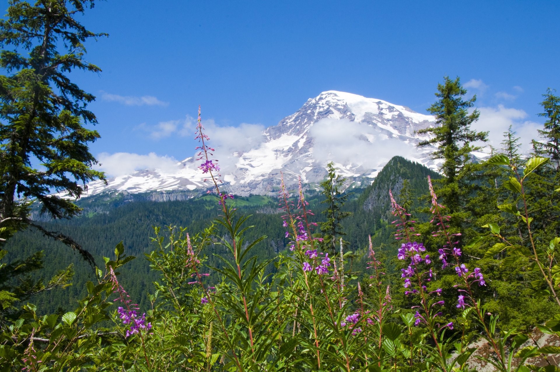 mount rainier parco nazionale del monte rainier fiori foresta montagne