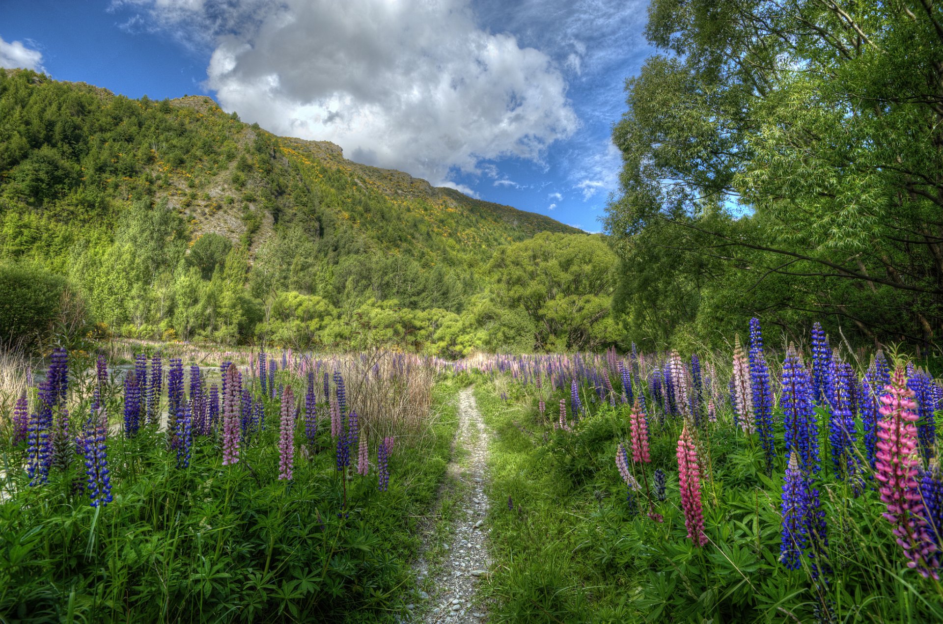 nueva zelanda montaña flores altramuces camino