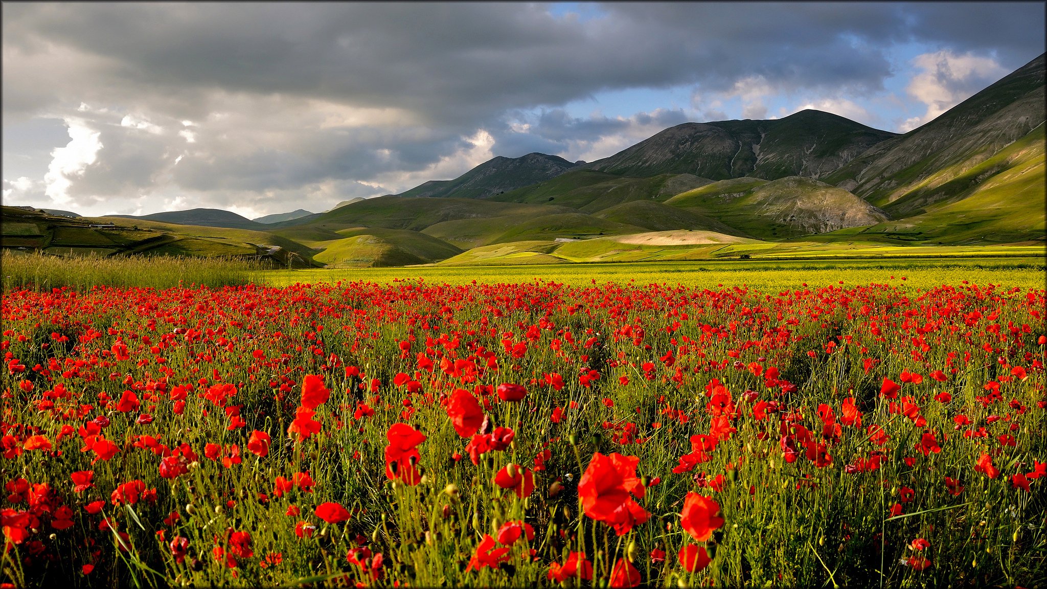 montagnes vallée champ coquelicots