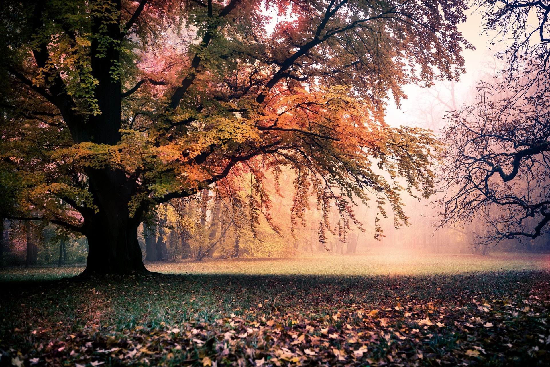 landscape autumn gold tree foliage nature